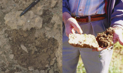 surface crust on soil