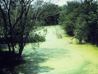 eutrophication