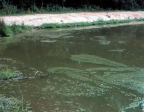 eutrophication of a water body
