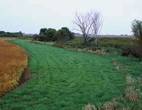 Conservation buffer in Iowa