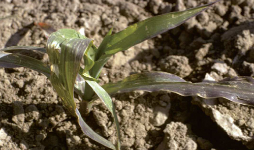 phosphorus deficiency in corn