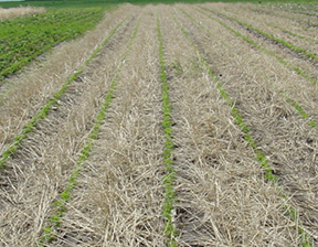 soybean growing through winter rye cover crop residue