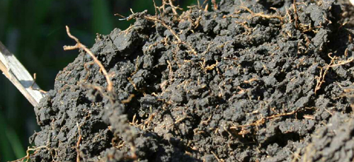 crumbly soil structure
